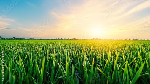 Sunrise over lush green rice paddy field.