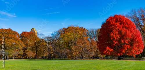 Fall forest or park in autumnal season. Autumn tree in Central park. Fall nature landscape. Seasonal fall landscape. Park nature. Autumn landscape. Tree with autumn leaves in nature. Crimson foliage