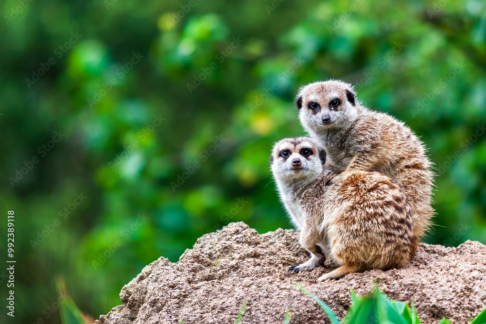 Fototapeta premium Meerkat