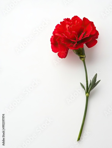 Single stem red carnation, isolated on white background.