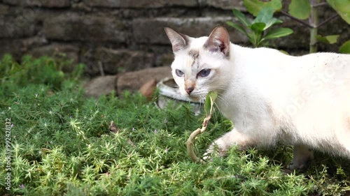 The white cat moves carefully