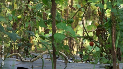 Tomato plantation in the morning with focused transition