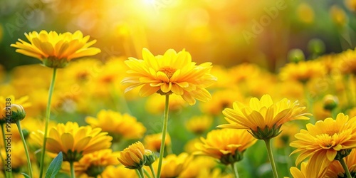 Vibrant yellow flowers blooming in a garden, yellow, flowers, garden, blooming, vibrant, nature, beauty, petals, sunny, bright