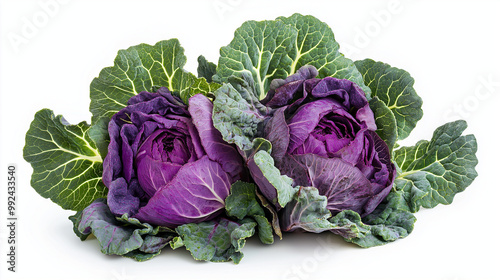 purple cabbage isolated on white background photo