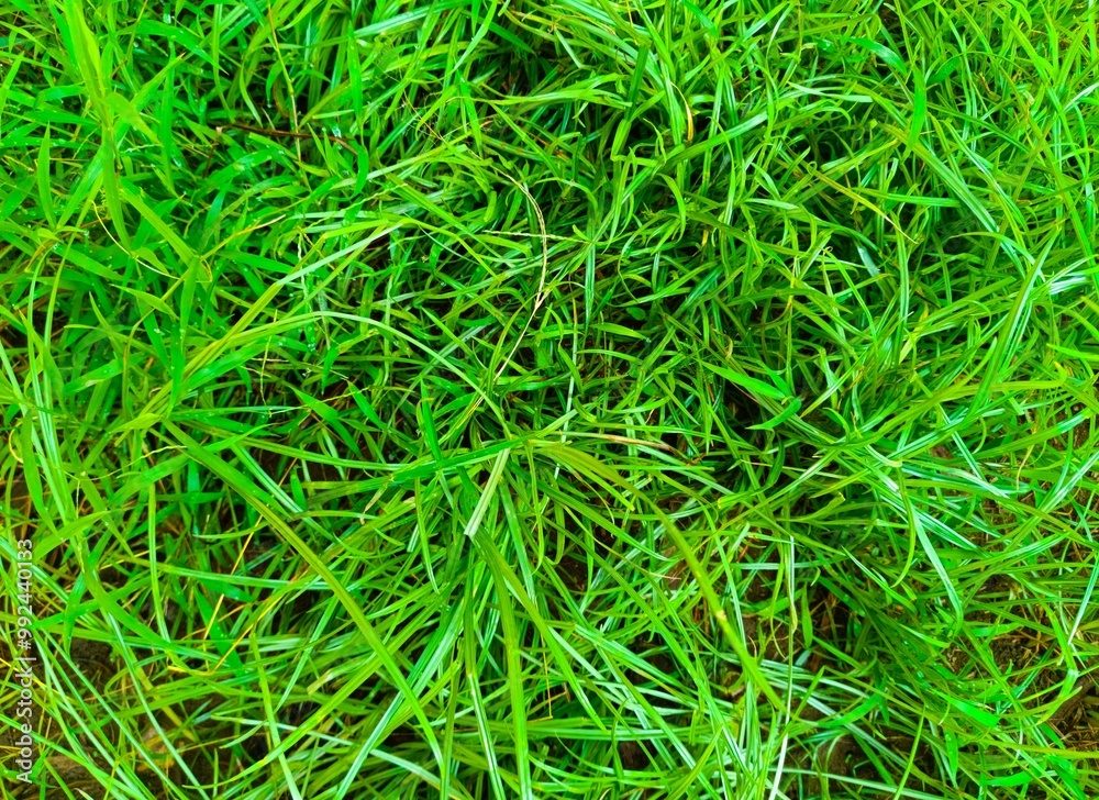 Wild grass in a fresh green garden, for a natural background Wild grass in a fresh green garden, for a natural background