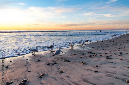 Birds enjoying a sunset at the beach