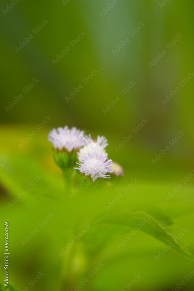 Ageratum conyzoides (billygoat-weed, chick weed, goatweed, whiteweed, mentrasto) with green blurred background Ageratum conyzoides (billygoat-weed, chick weed, goatweed, whiteweed, mentrasto) with green blurred background