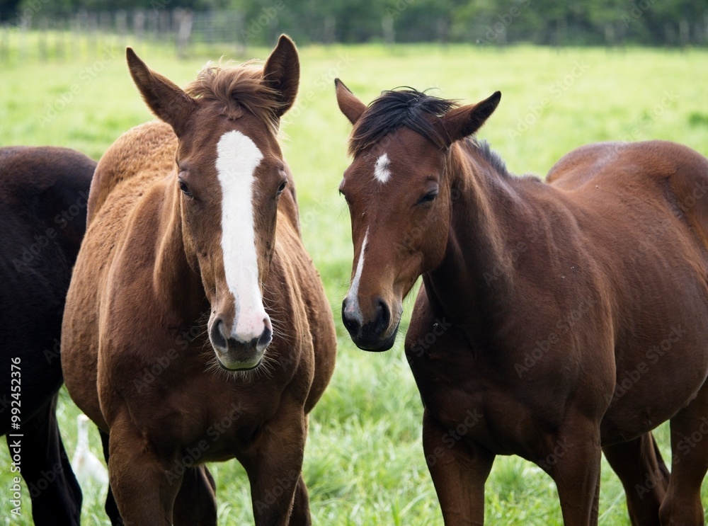 Horses gathered together in an open meadow