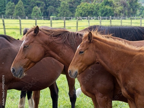 Horses gathered together in an open meadow
