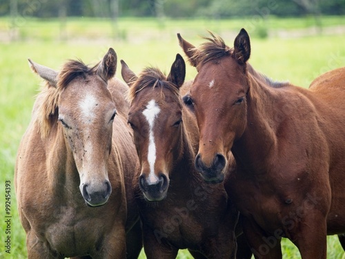 Horses gathered together in an open meadow