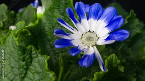 Cineraria flowering time-lapse photography photo