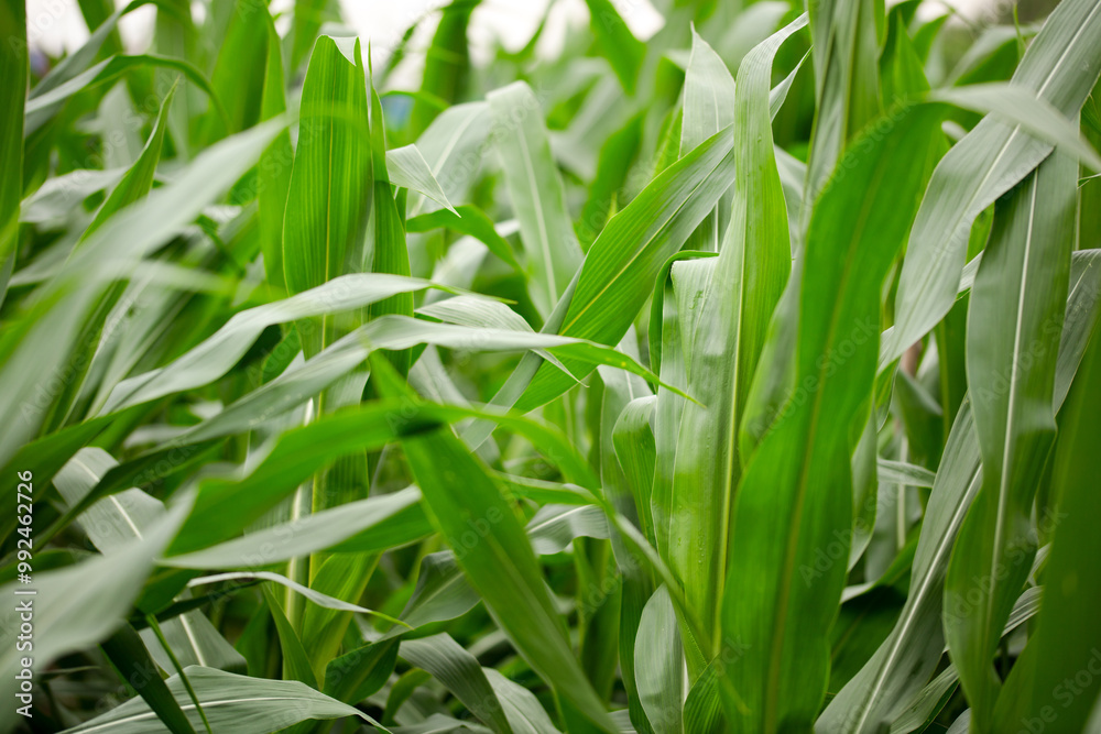 Fototapeta premium Corn seedlings growing well