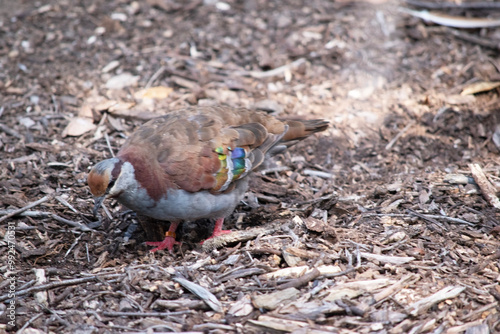 The common Bronzewing is a dark olive-brown above with rich chestnut nape and shiny patches on the shoulders,. photo