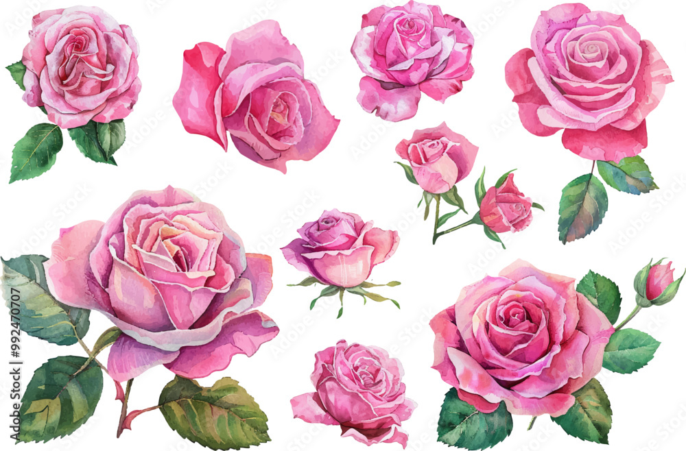 Pink rose flower watercolor illustration Pink rose flower watercolor illustration