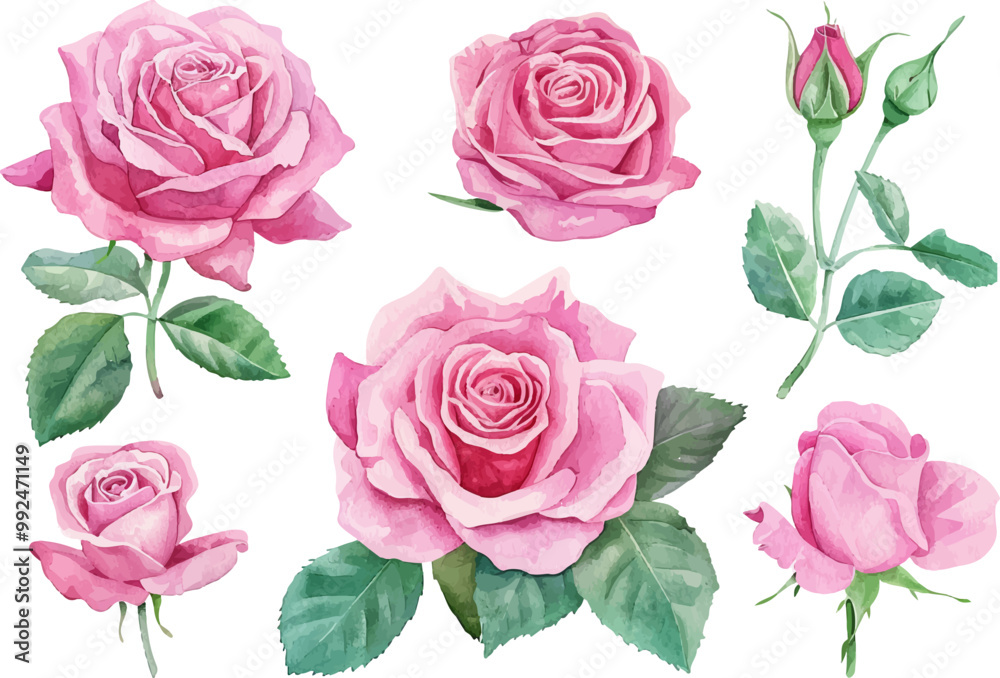 Pink roses set watercolor Pink roses set watercolor