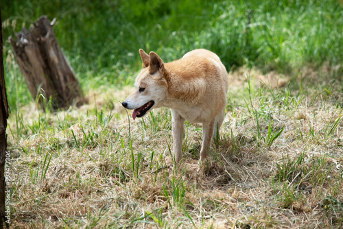 Dingos have a long muzzle, erect ears and strong claws. They usually have a ginger coat and most have white markings on their feet, tail tip and chest.