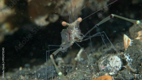 The shrimp sits between the stones and moves its long claws. Red claw cuapetes shrimp (Cuapetes tenuipes) 3,5 cm. ID: orange claws, red spots on claw arms, three red longitudinal body stripes. photo