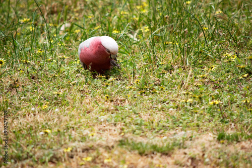 The Galah has a pale silver to grey back, a pale grey rump, a pink face and breast, and a light pink mobile crest. photo