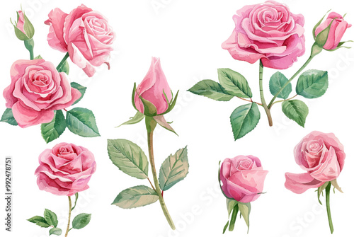 watercolor pink rose illustration