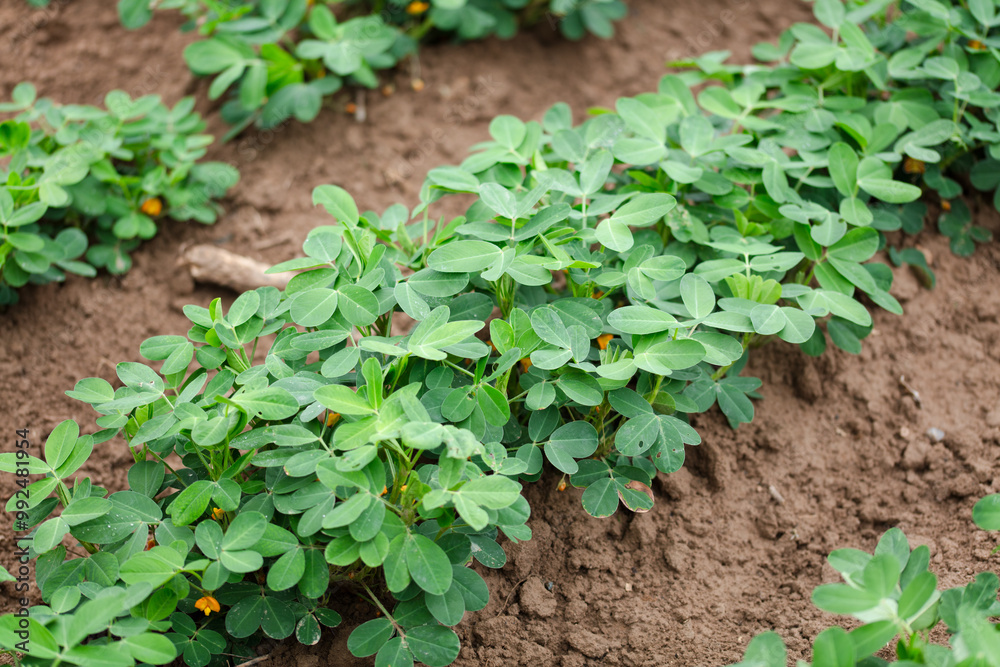 Peanuts growing in a peanut field