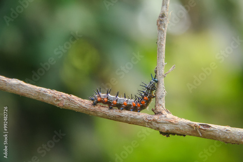 Caterpillar or larva of the butterfly Doleschallia bisaltide photo