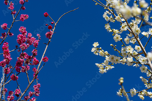 青空とピンク・白の梅の花の写真