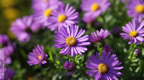 Vibrant purple flowers bloom in a garden, showcasing their beautiful petals and sunny yellow centers against lush greenery.