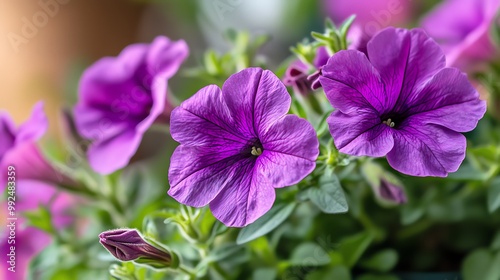 Vibrant purple petunias in full bloom, showcasing their delicate petals and lush green foliage, perfect for garden lovers.