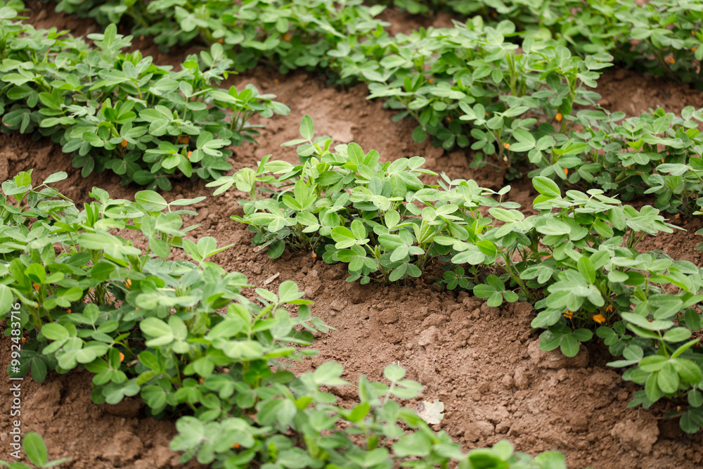 Peanuts growing in a peanut field Peanuts growing in a peanut field