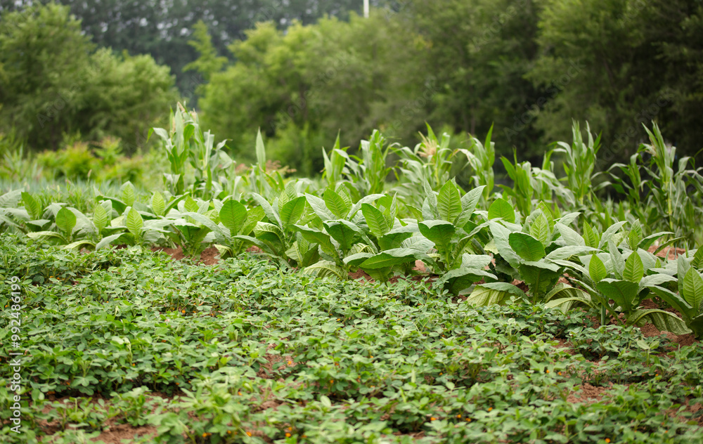 Tobacco leaves planted in farmland Tobacco leaves planted in farmland