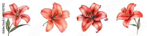 Panel kuchenny z motywem Lush red lilies with vibrant petals in a botanical floral display  Elegant and romantic lily flowers in full bloom with soft green leaves create a stunning natural background for greeting cards
