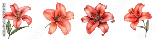 Panel kuchenny z motywem Lush red lilies with vibrant petals in a botanical floral display  Elegant and romantic lily flowers in full bloom with soft green leaves create a stunning natural background for greeting cards