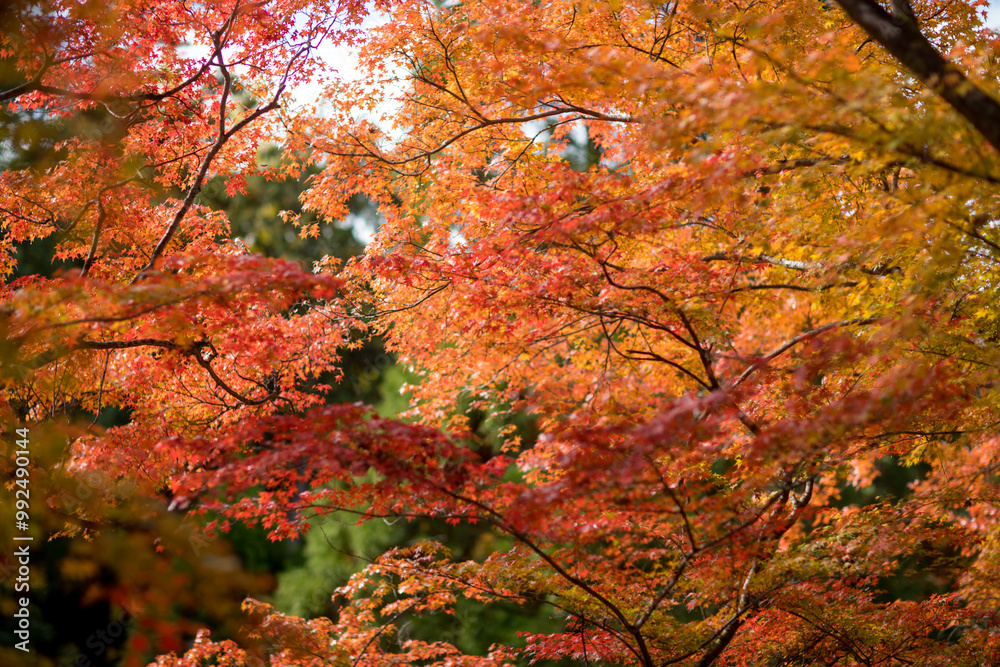 a historical temple in autumn, in kyoto, japan a historical temple in autumn, in kyoto, japan