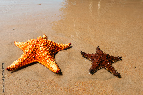  Starfish on the Beach. San Onofre, Sucre, Sincelejo, Colombia.  photo