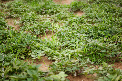 Sweet potato vines are growing vigorously in the sweet potato field