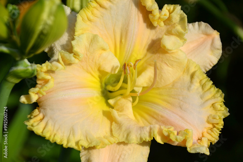 daylily wonder of All yellow
 photo