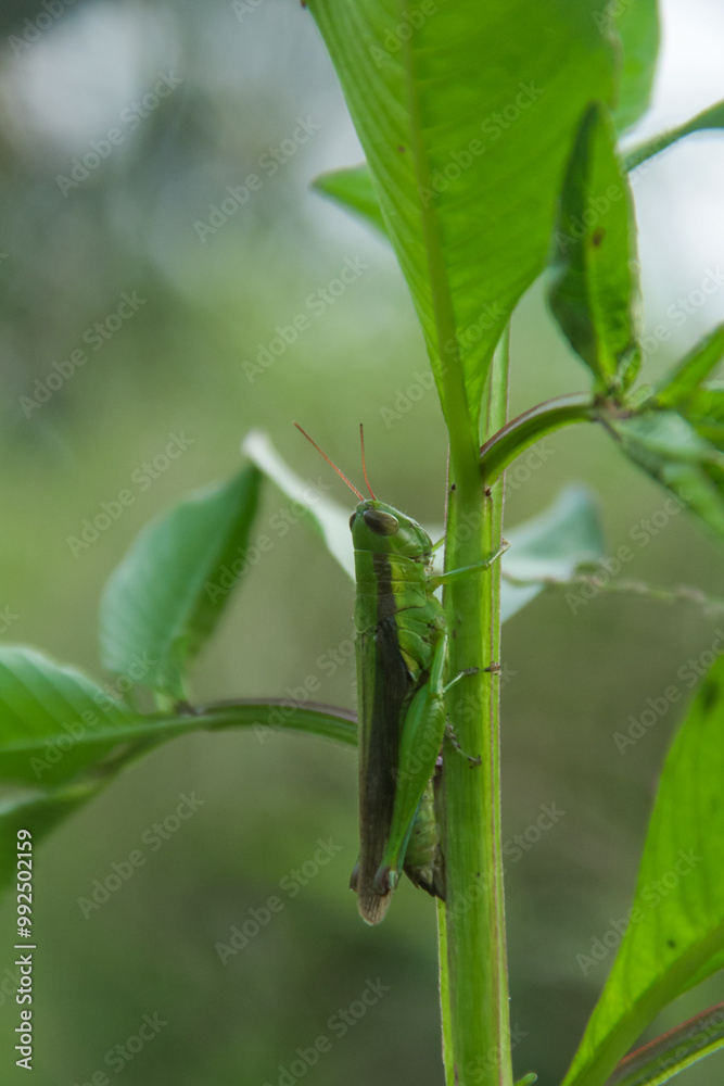 Fototapeta premium Oxya chinensis sinuosa or rice grasshopper, an insect that is often found in rice plants and disguises itself there