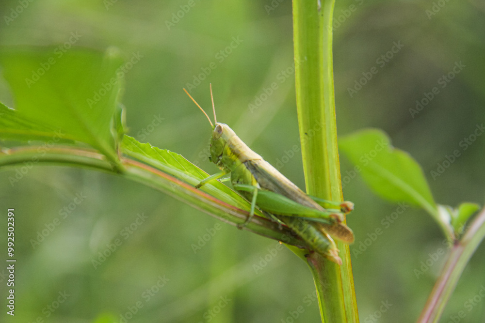 Naklejka premium Oxya chinensis sinuosa or rice grasshopper, an insect that is often found in rice plants and disguises itself there