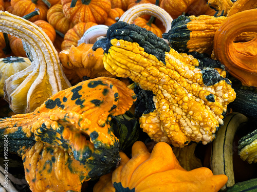 Multicolor colorful pumpkins and gourds on a pumpkin patch in autumn for Halloween decorations photo