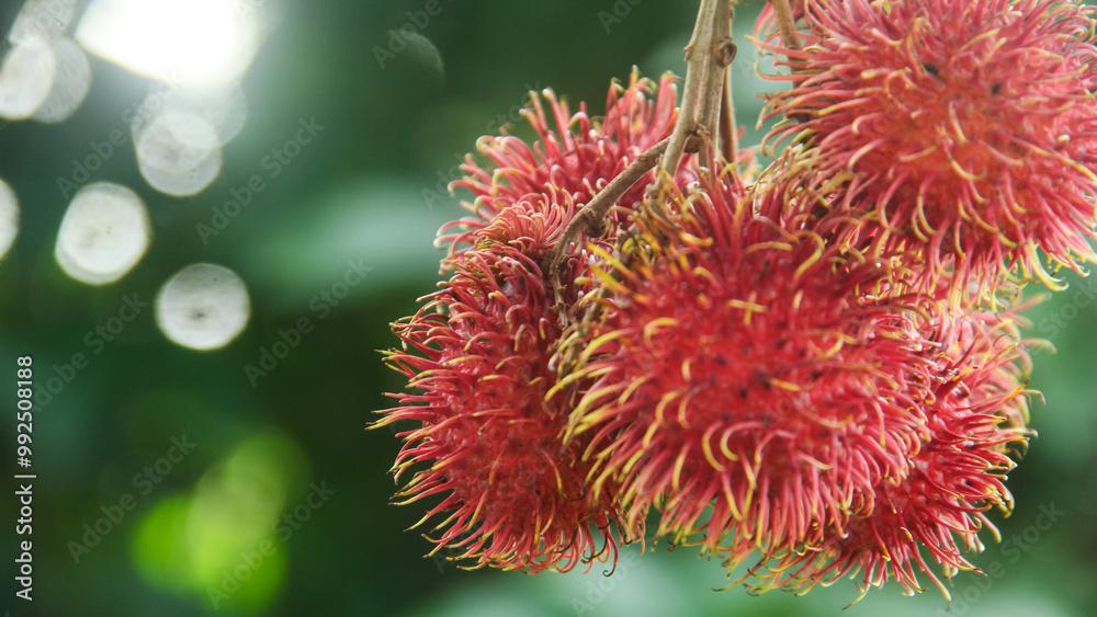 Rambutan fruit or Nephelium lappaceum L is a tropical fruit from the Sapindaceae family. This fruit is widely available in Indonesia Rambutan fruit or Nephelium lappaceum L is a tropical fruit from the Sapindaceae family. This fruit is widely available in Indonesia