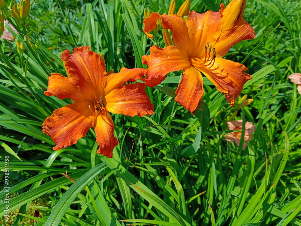 daylily Primal Scream orange-tangerine, fiery orange-red color, with a yellow throat
daylily Primal Scream orange-tangerine, fiery orange-red color, with a yellow throat