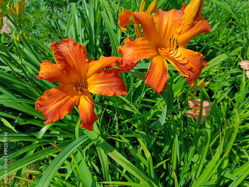 Photography daylily Primal Scream orange-tangerine, fiery orange-red color, with a yellow th