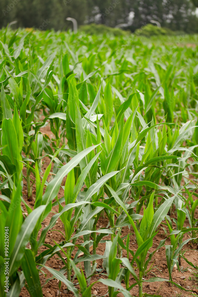 Green corn seedlings are growing vigorously Green corn seedlings are growing vigorously