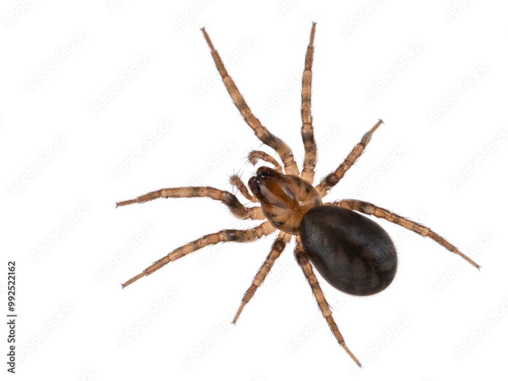 P9190059 ground spider, Cybaeus species, isolated, cECP 2024