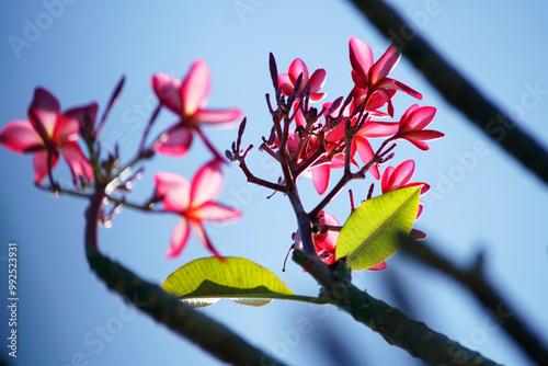 frangiapani flower photo