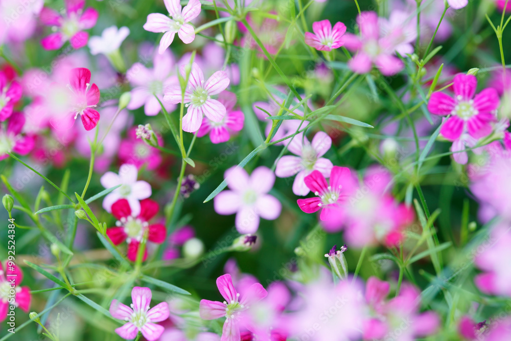 Colorful Spring Gypsophila Flowers in Soft Focus Colorful Spring Gypsophila Flowers in Soft Focus