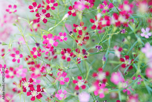 Vibrant Pink Gypsophila Wildflowers in Bloom