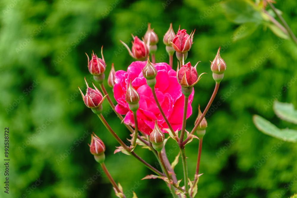 Blooming red rose bud with raindrops close up Blooming red rose bud with raindrops close up