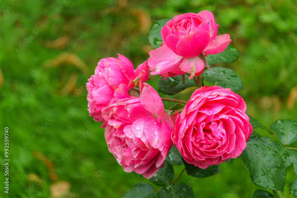 Blooming red rose bud with raindrops close up Blooming red rose bud with raindrops close up