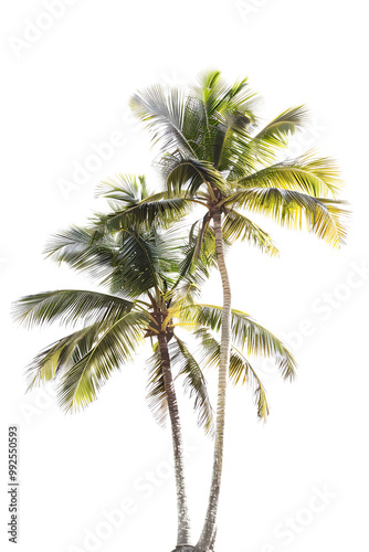 Twin coconut palm tree, isolated against a transparent background